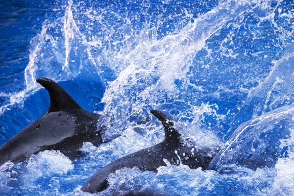 ブルーのターコイズ ブルーの海でイルカのグループ. — ストック写真