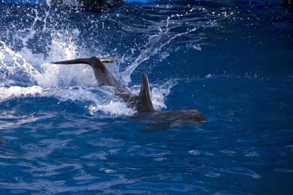 Dolphins in the ocean. Dolphins with a scratched back. Hunting for dolphins. Animal protection. — Stock Photo, Image