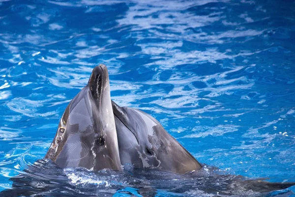 Pair of dolphins swimming in the blue water. — Stock Photo, Image