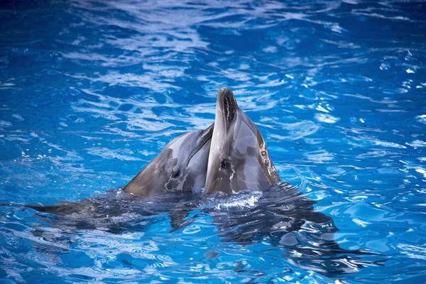 Paar van dolfijnen zwemmen in het blauwe water. — Stockfoto