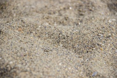 Denizin kenarında plajda kum üzerinde delikli kırık seashell kapatın.