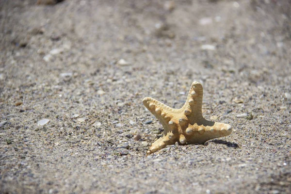 Mar o estrella de mar de pie en la arena de la playa. Estrella de mar en el fondo con espacio de copia . — Foto de Stock