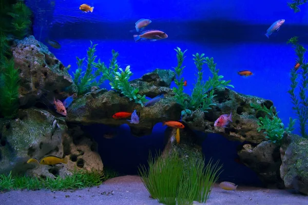 カラフルな水族館、異なるカラフルな魚が泳いでを示す. — ストック写真
