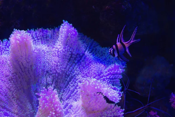 Sea anemone and coral on sand over deep blue background. — Stock Photo, Image