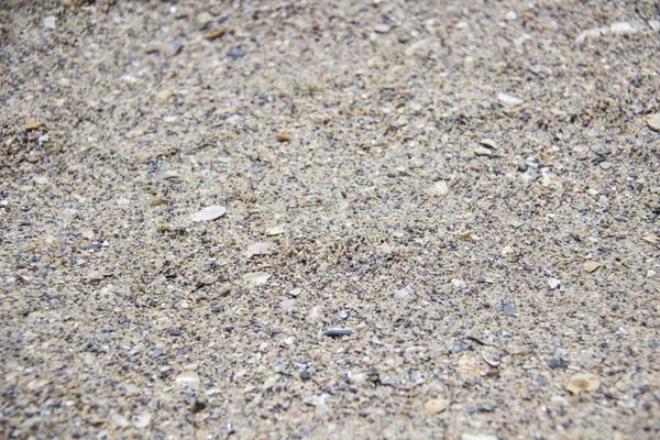 Cerca de concha rota con agujeros en la arena en la playa junto al mar . — Foto de Stock