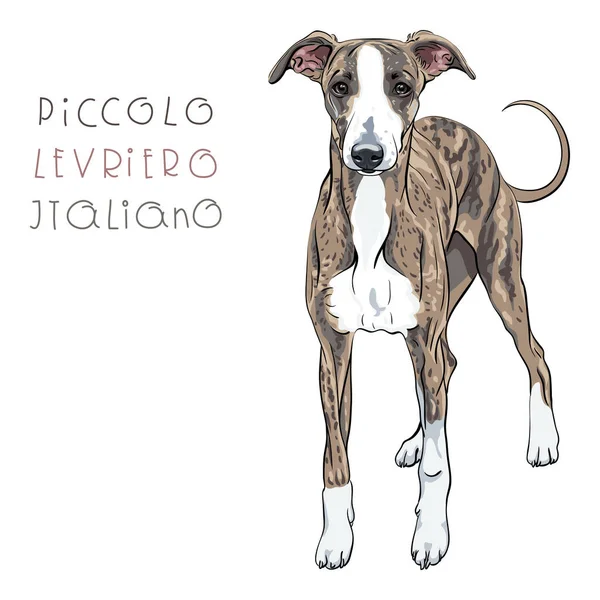 Vector Italian Greyhound Dog breed — Stock Vector