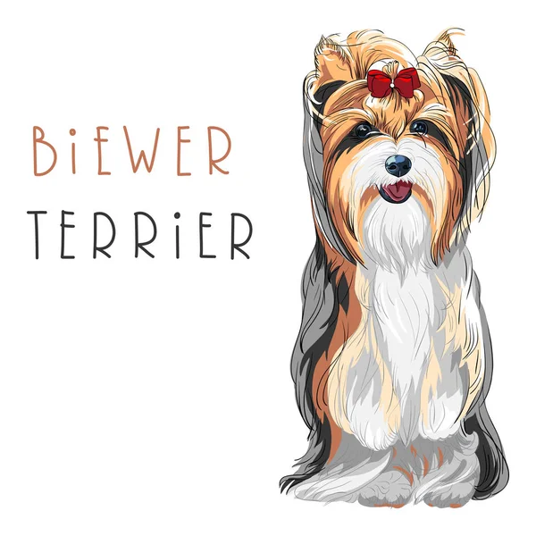 Vector funny Biewer Yorkshire Terrier dog sitting — Stock Vector