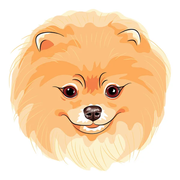 Vector lindo perro Pomeranian — Vector de stock