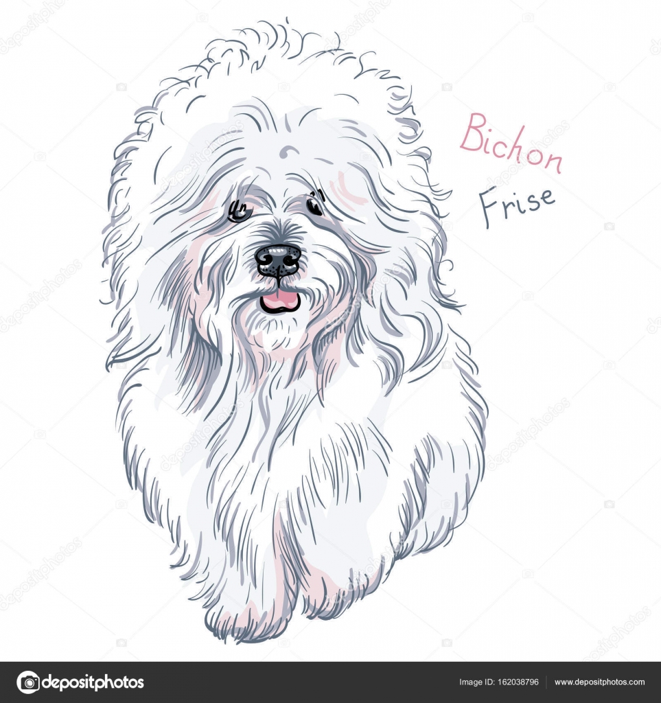 Vecteur Blanc Mignon Chien Bichon Frisé De Race Image