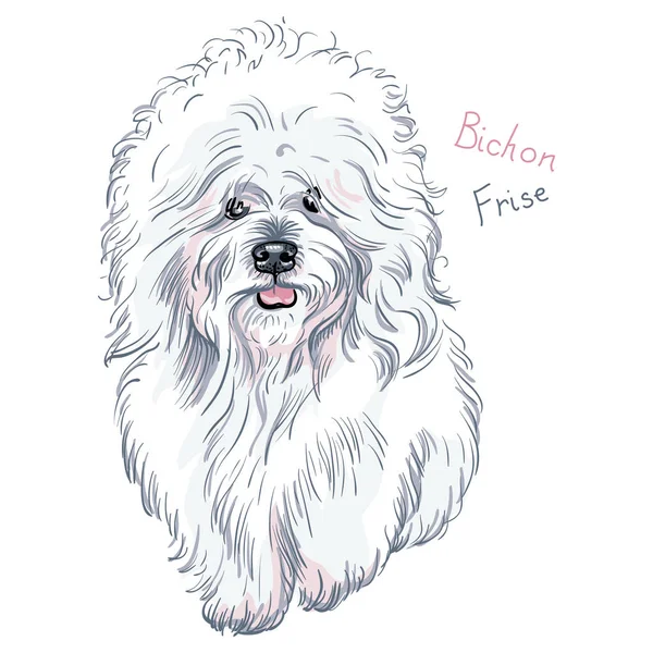 Vetor branco bonito cão Bichon Frise raça — Vetor de Stock
