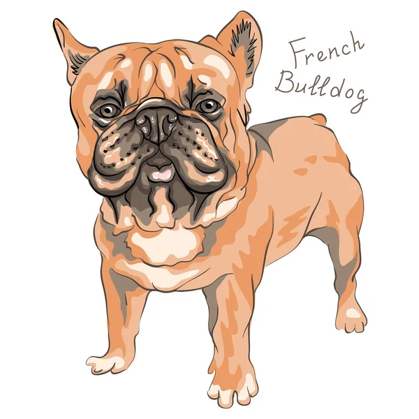 Plemeno Francouzský buldoček domácí psa skica vektor — Stockový vektor