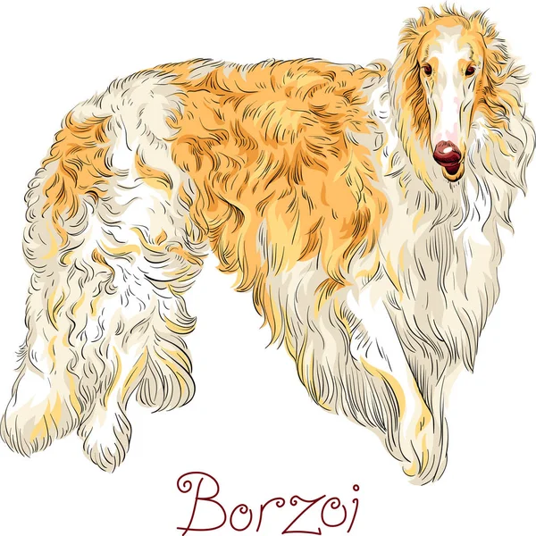 Vector Borzoi raça cão — Vetor de Stock