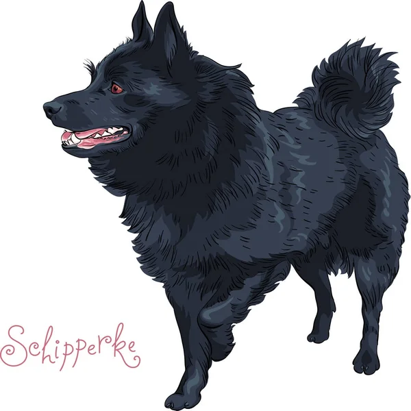 Kroki siyah köpek Schipperke cins renk — Stok Vektör