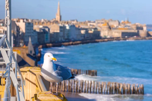 Gabbiano a Saint-Malo, Bretagna, Francia — Foto Stock