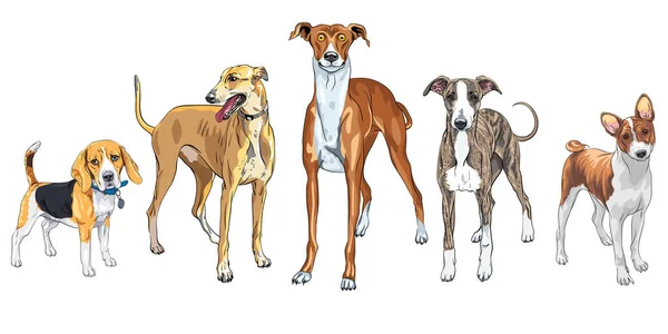 Conjunto vectorial de perros de diferentes razas — Vector de stock