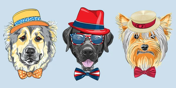 Ensemble vectoriel 3 chiens hipster dessin animé — Image vectorielle