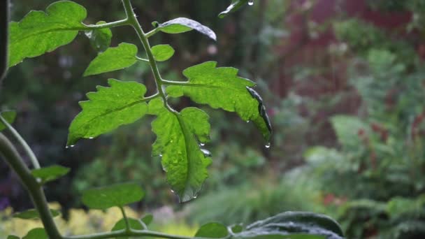 Növény levelei az esőben — Stock videók