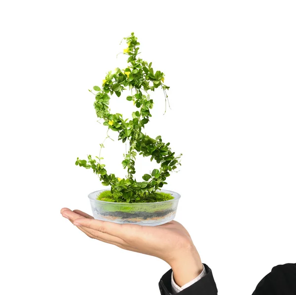 Geld boom in de hand — Stockfoto