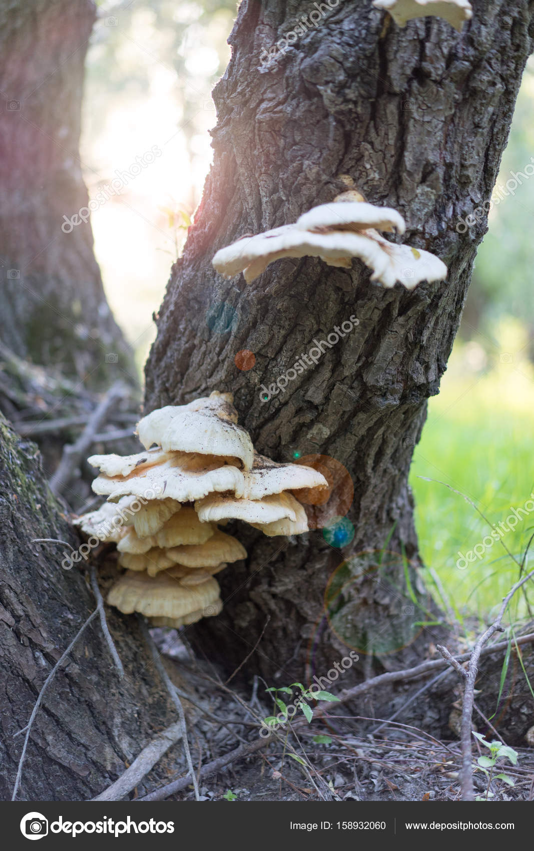 Mushrooms of willow tree Stock Photo by ©shotsstudio 158932060