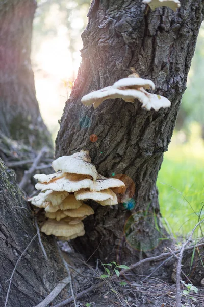 Mushrooms of willow tree — Stock Photo, Image