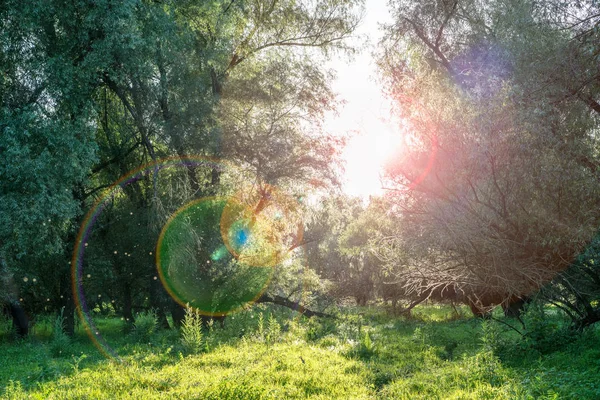 Fondo místico de las hadas — Foto de Stock