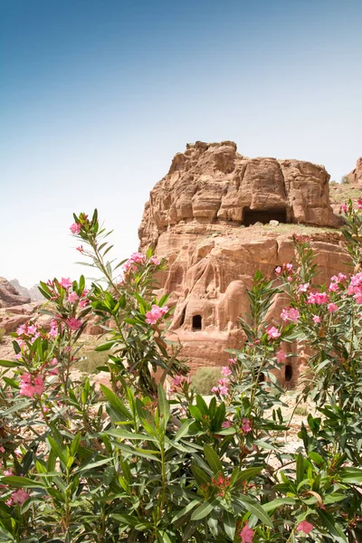 Vegetação de Petra — Fotografia de Stock