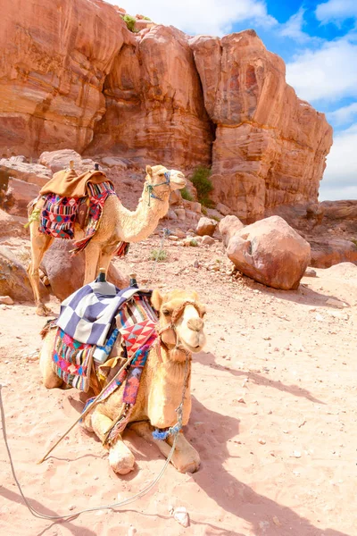 Δύο καμήλες στην έρημο, Wadi Ram Ιορδανία — Φωτογραφία Αρχείου