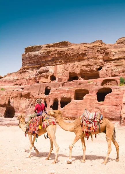 Beduínský muž a velbloudi — Stock fotografie