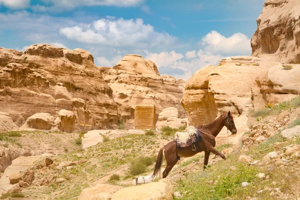 Άλογο σε ΠΕΤΡΑ - Ιορδανία Royalty Free Εικόνες Αρχείου