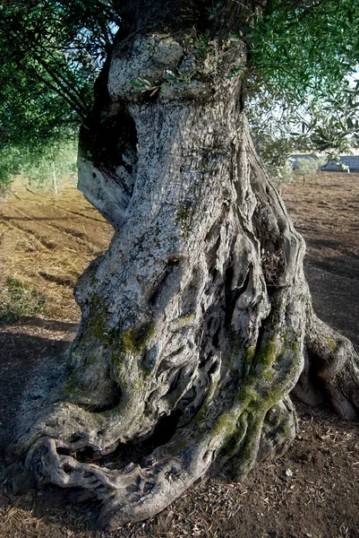 Tronco centenário de oliveira — Fotografia de Stock