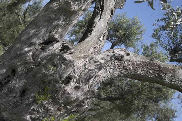 Detail van een eeuwen oude olijfboom — Stockfoto