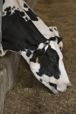 İnekler saman yeme yakın çekim