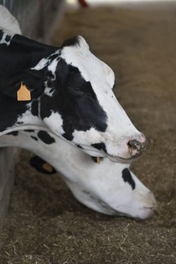 chianina inekler saman yeme yakın çekim