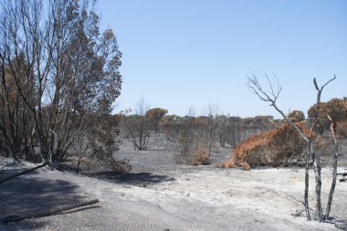Roma yakınındaki Castel fusano'nın pinewood son alev sonra