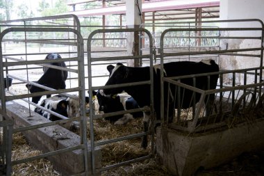 dürüst ve bir cowshed inek