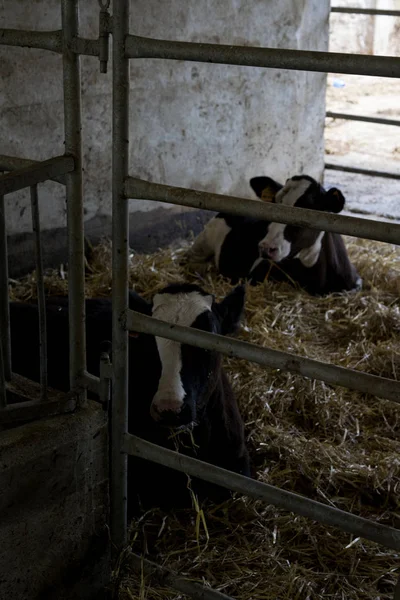 Cows relaxed in a cowshed — Stock Photo, Image