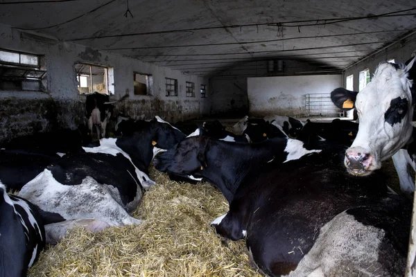 Herd of cows in a cowshed — Stock Photo, Image