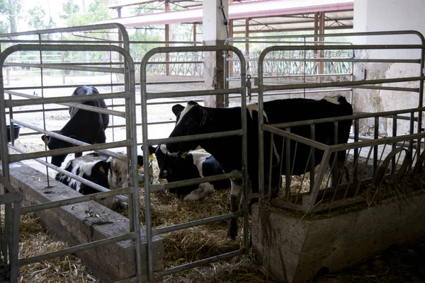 Veals en koeien in een stal — Stockfoto