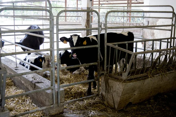 Veals and cows in a cowshed — Stock Photo, Image