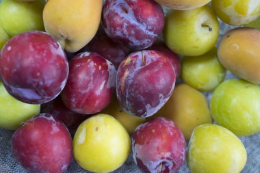 kırmızı ve sarı taze erik