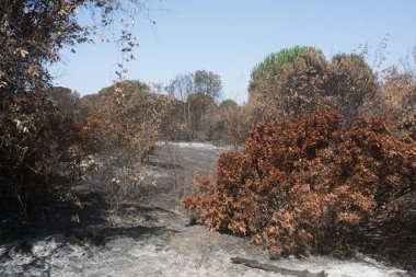 bir kundaklama ve onun bir ormanda nötrleştirmeyi yıkıcı etkileri