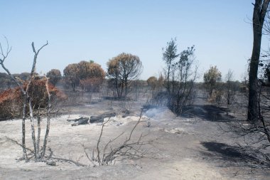 bir kundaklama ve onun bir ormanda nötrleştirmeyi yıkıcı etkileri