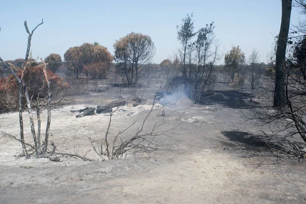 bir kundaklama ve onun bir ormanda nötrleştirmeyi yıkıcı etkileri