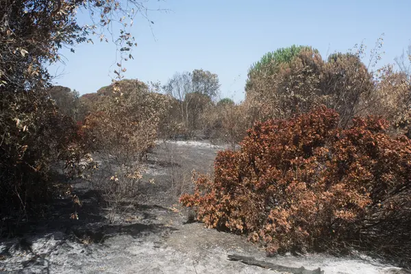 bir kundaklama ve onun bir ormanda nötrleştirmeyi yıkıcı etkileri