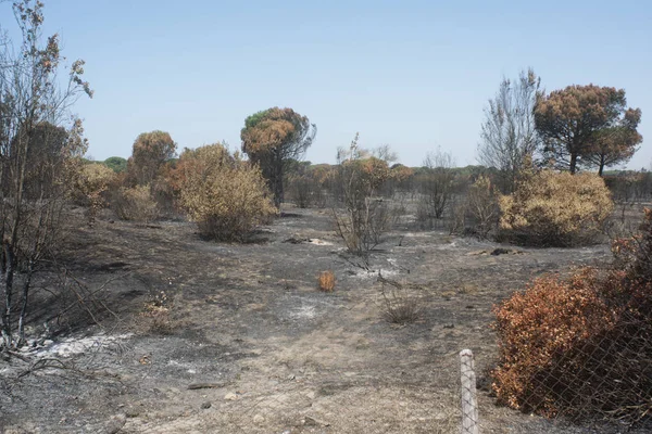 bir kundaklama ve onun bir ormanda nötrleştirmeyi yıkıcı etkileri