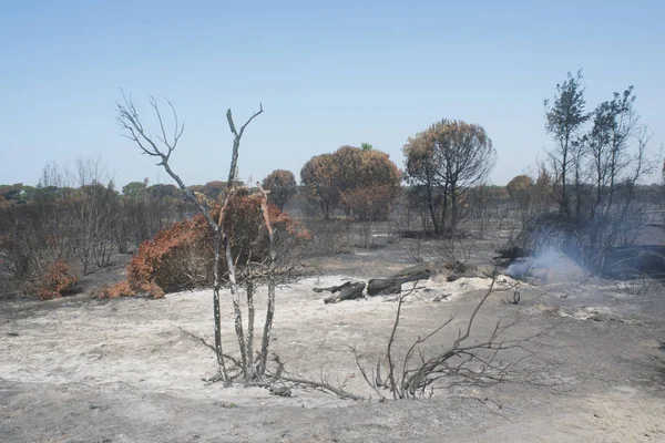 bir kundaklama ve onun bir ormanda nötrleştirmeyi yıkıcı etkileri