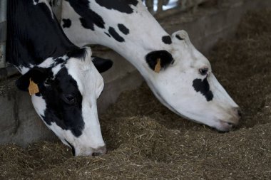 Holstein be süt inekleri saman yiyor