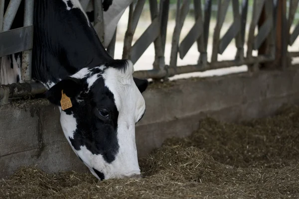 Holstein friesian dairy cow eating hay — Stock Photo, Image