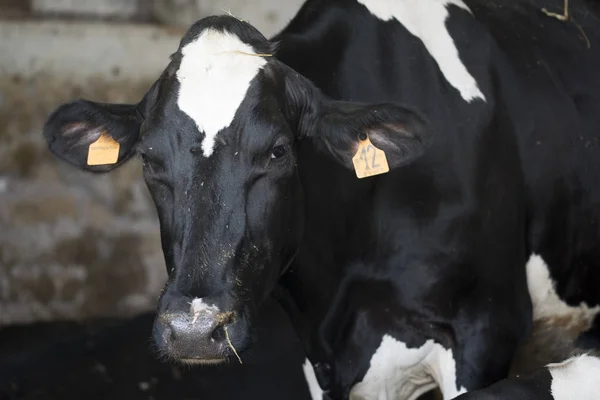 Close uo of a dairy cow — Stock Photo, Image