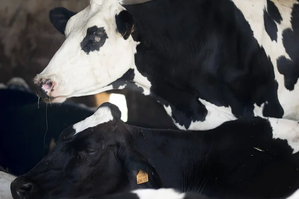 Close-up van een Holstein Friesian melkkoe — Stockfoto